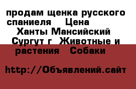 продам щенка русского спаниеля  › Цена ­ 8 000 - Ханты-Мансийский, Сургут г. Животные и растения » Собаки   